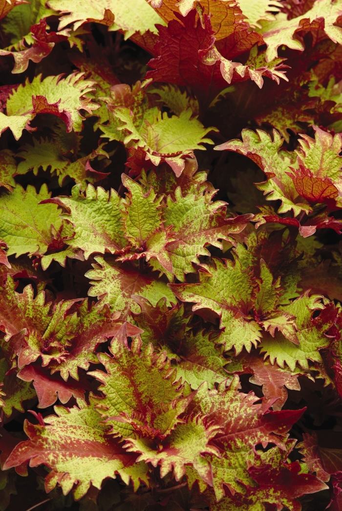 Coleus - Coleus scutelleriodes ‘Henna' from Kings Garden Center