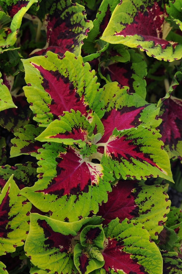 Coleus - Coleus hybrid 'Kong Jr. Rose' from Kings Garden Center