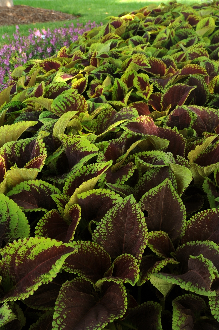 Coleus - Coleus hybrid 'Kong Jr. Scarlet' from Kings Garden Center