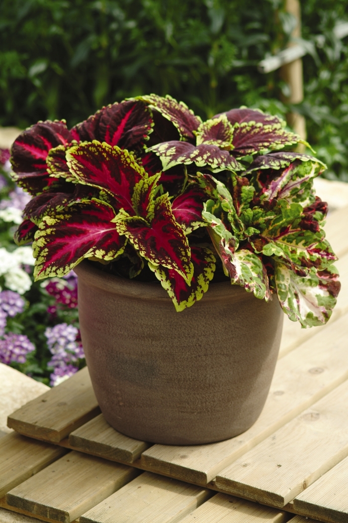 Coleus - Coleus scutellarioides 'Kong Mosaic' from Kings Garden Center