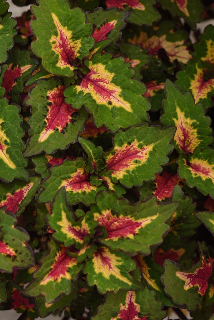 Coleus - Solenostemon 'Pinkplosion' from Kings Garden Center