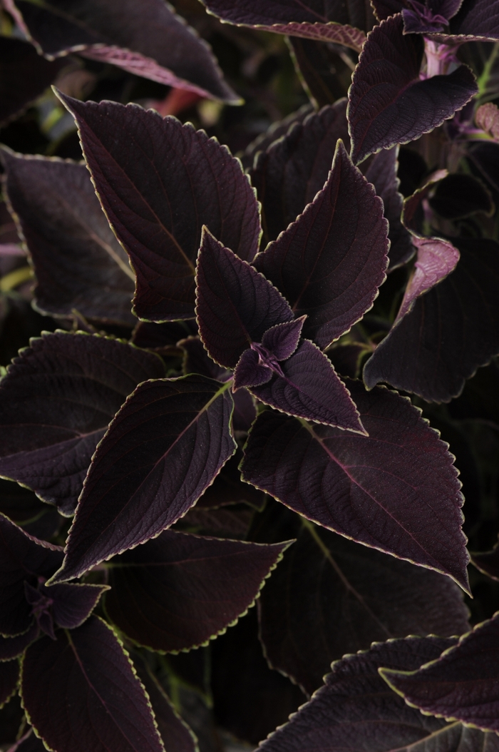 Coleus - Solenostemon scuttelariodes 'Vino' from Kings Garden Center