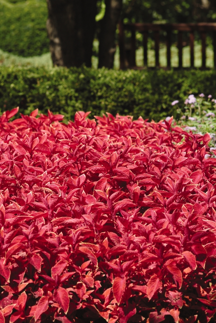 Wizard® Coleus - Solenostemon 'Wizard Sunset' from Kings Garden Center