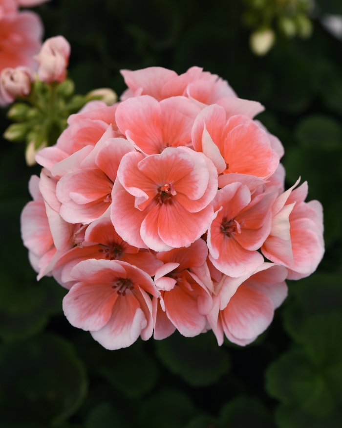 Sunrise™ Light Salmon Geranium - Pelargonium x hortorum 'Sunrise Light Salmon' from Kings Garden Center