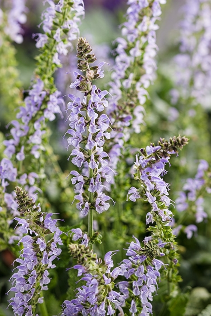 Salvia Color Spires ™ - Salvia nemerosa 'Crystal Blue from Kings Garden Center