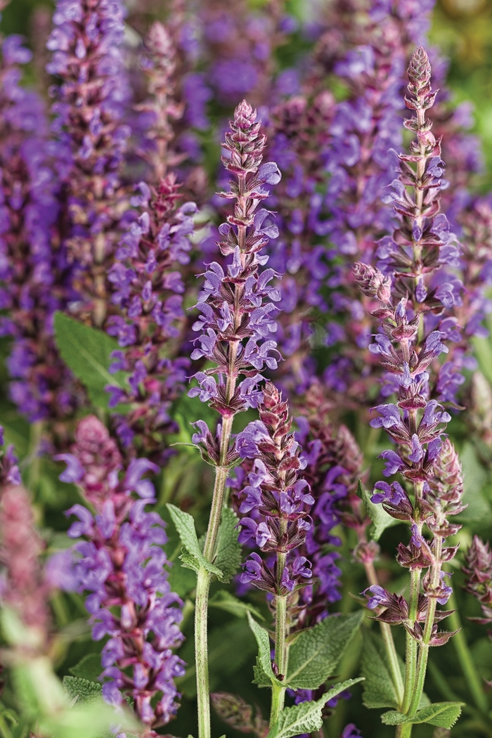 Salvia Color Spires™ - Salvia nemerosa 'Violet Riot' from Kings Garden Center
