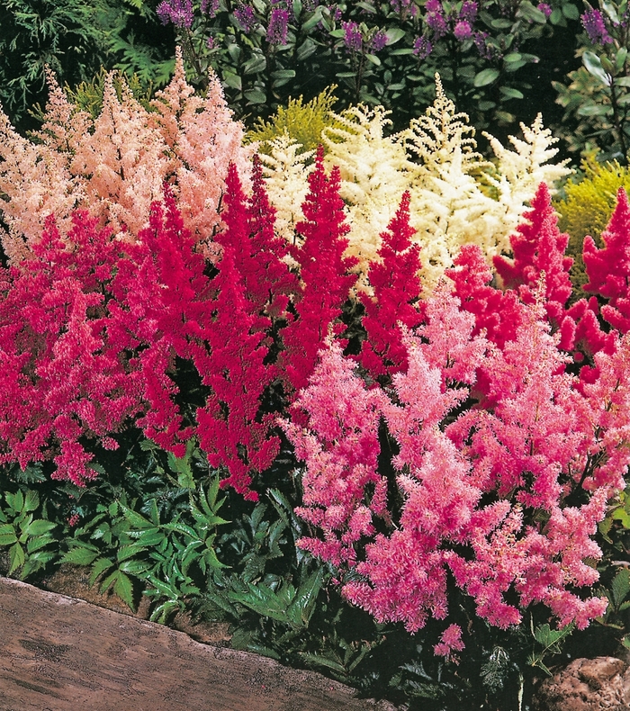 Astilbe X Arendsii Multiple Varieties Astilbe Kings Garden Center