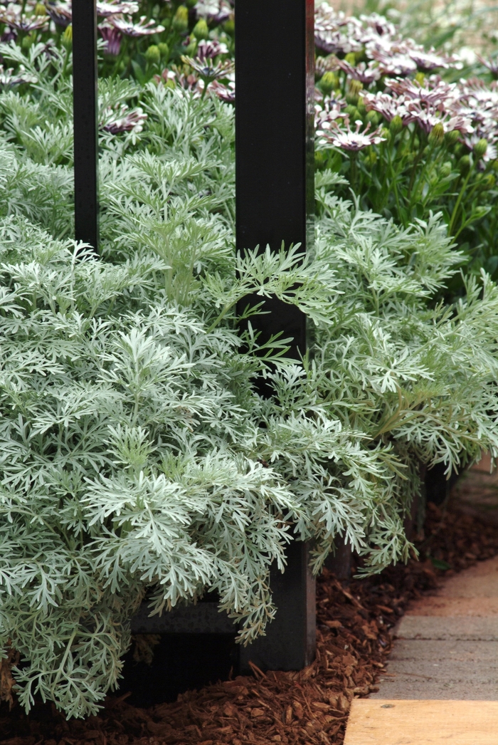 Powis Castle Artemisia - Artemisia 'Powis Castle' from Kings Garden Center