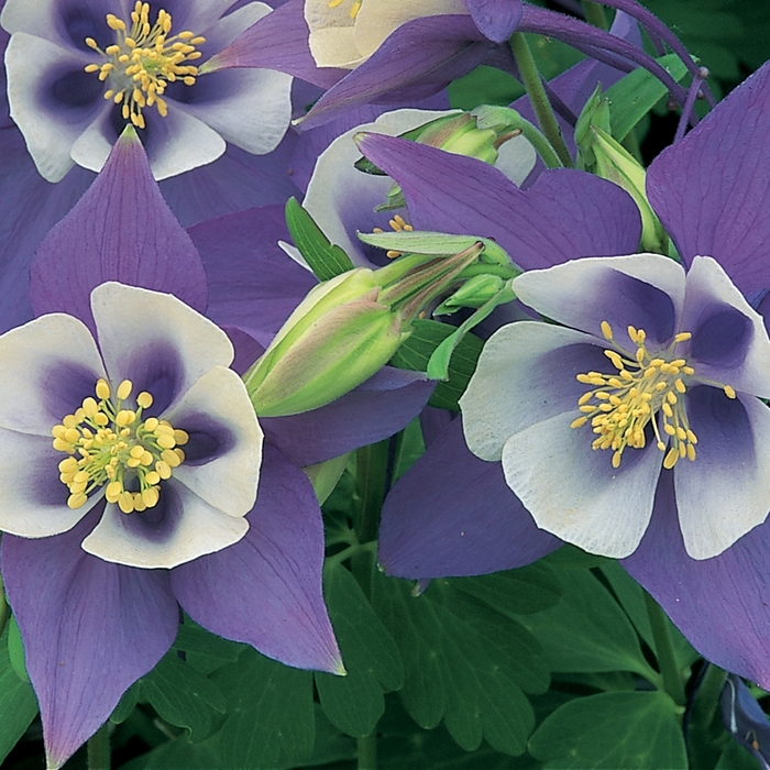 Columbine - Aquilegia caerulea 'Origami Blue & White' from Kings Garden Center