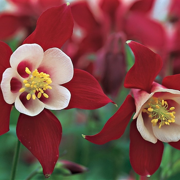 Columbine - Aquilegia caerulea 'Origami Red & White' from Kings Garden Center