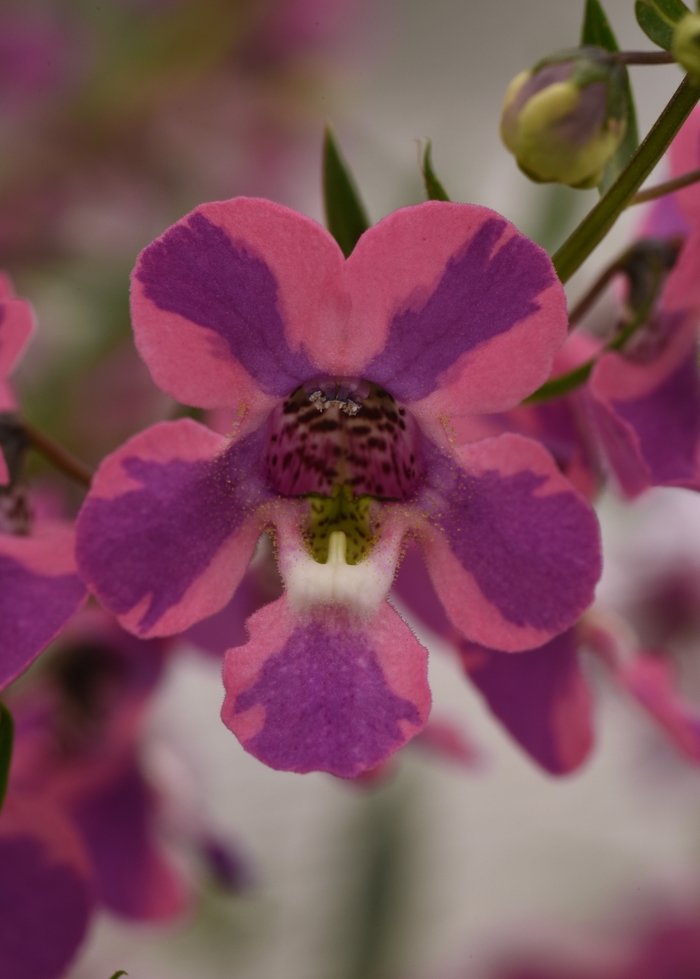 Summer snapdragon - Angelonia 'Angelmist Spreading Berry Sparkler' from Kings Garden Center