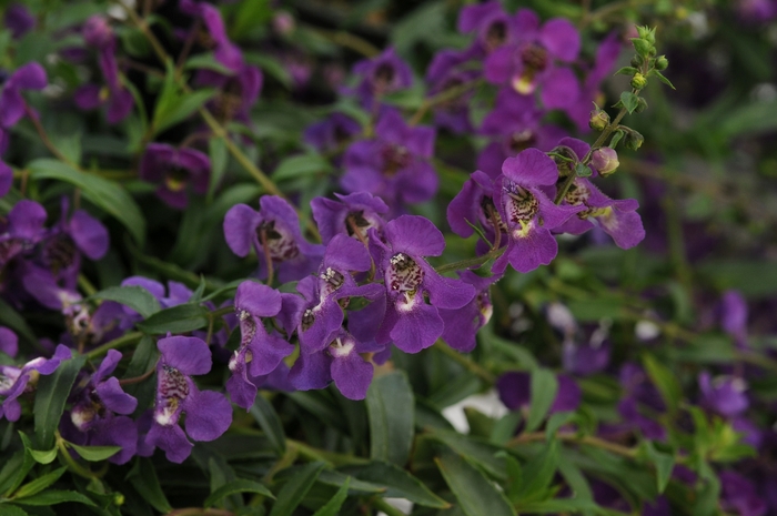 Summer snapdragon - Angelonia 'Angelmist Spreading Dark Purple' from Kings Garden Center