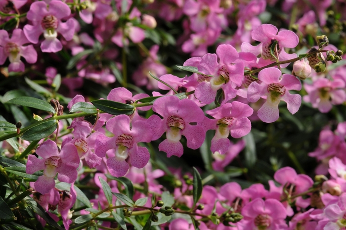 Summer snapdragon - Angelonia 'Angelmist Spreading Pink' from Kings Garden Center