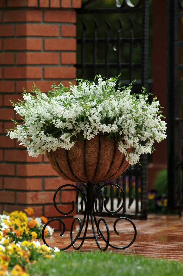 Angelmist® Summer snapdragon - Angelonia angustifolia 'Angelmist Spreading White' from Kings Garden Center