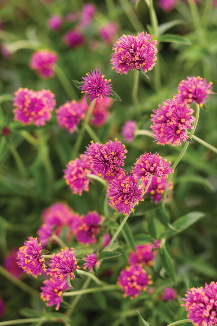 Truffula™ Pink - Gomphrena pulchella from Kings Garden Center