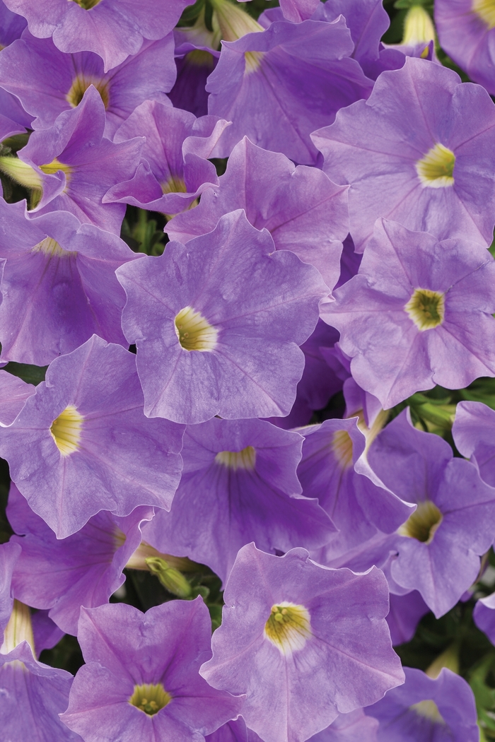 Supertunia® Blue Skies - Petunia hybrid from Kings Garden Center