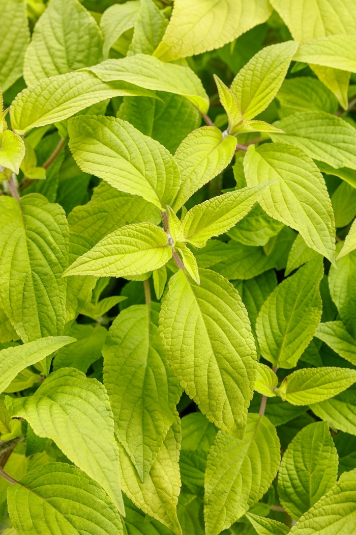 Rockin® 'Golden Delicious' - Salvia elegans from Kings Garden Center