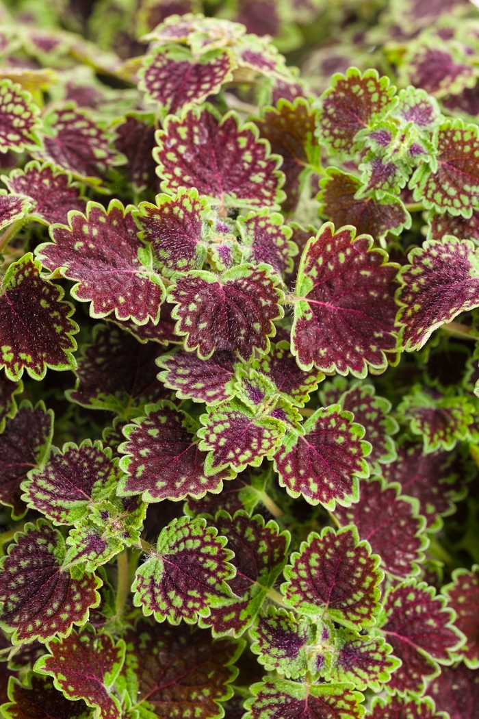 Coleus - Solenostemon s. 'ColorBlaze Chocolate Drop' from Kings Garden Center