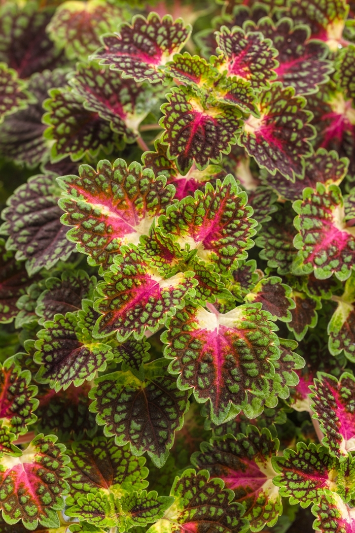 Coleus - Solenostemon s. 'ColorBlaze Strawberry Drop' from Kings Garden Center