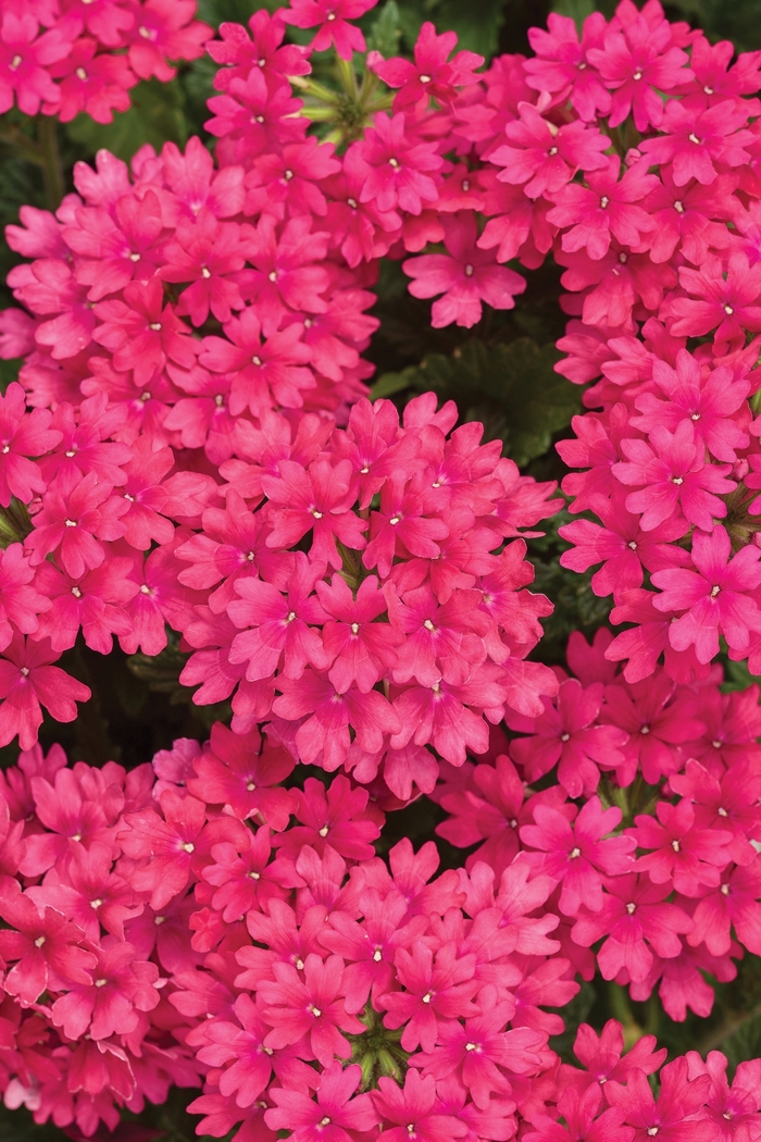 Verbena - Verbena hybrid 'Superbena Raspberry' from Kings Garden Center