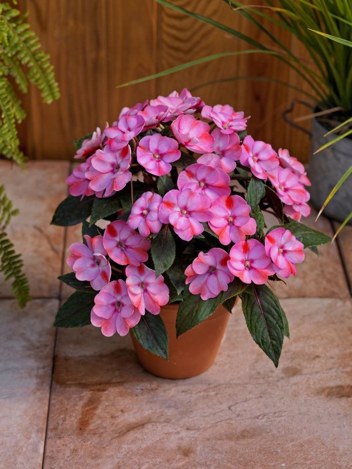 SunPatiens® Compact Impatiens - Impatiens 'Pink Candy' from Kings Garden Center