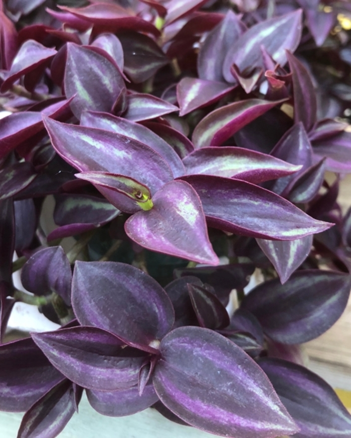 Wandering Jew - Tradescantia zebrinus 'Purple' from Kings Garden Center