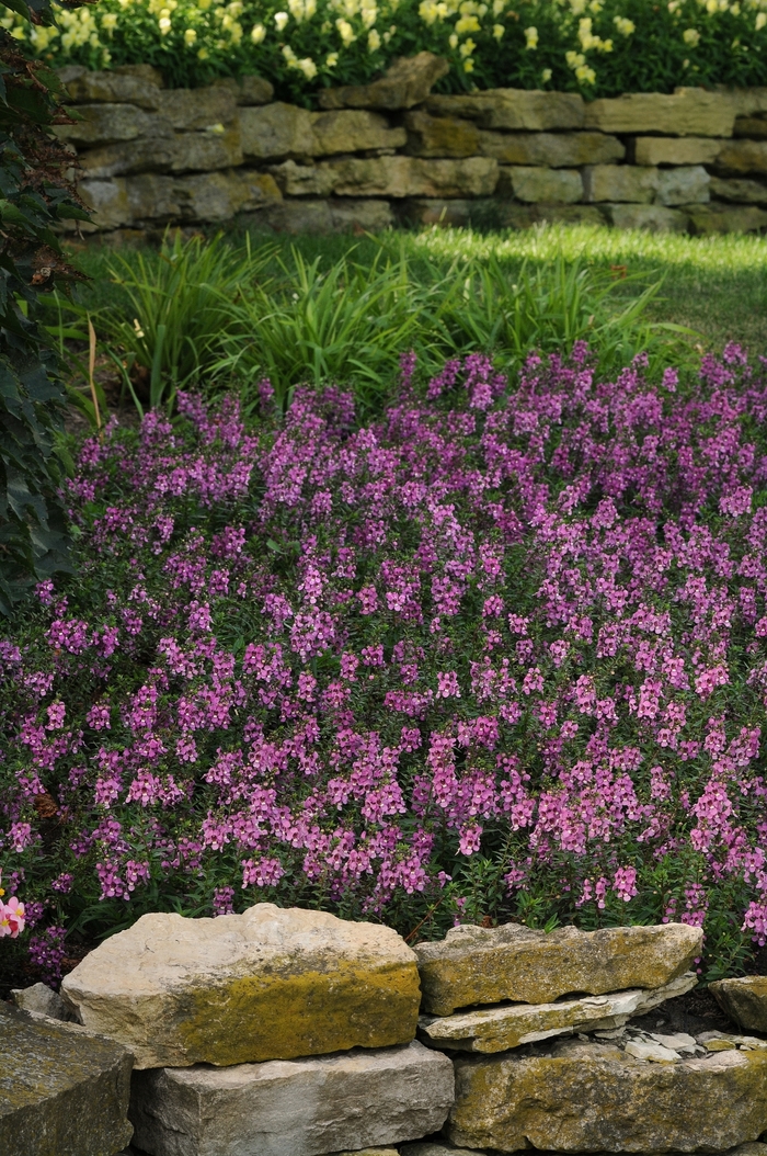 Serenita® Lavender Pink Snapdragon - Angelonia angustifolia from Kings Garden Center