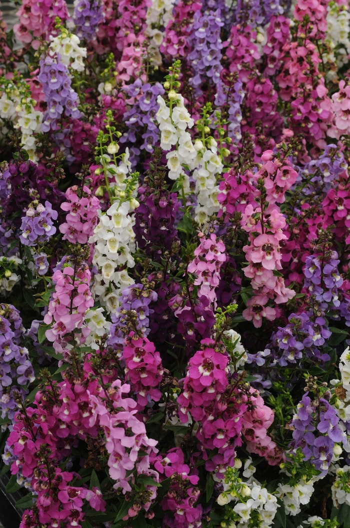 Serenita® Angelonia - Angelonia angustifolia 'Mix' from Kings Garden Center