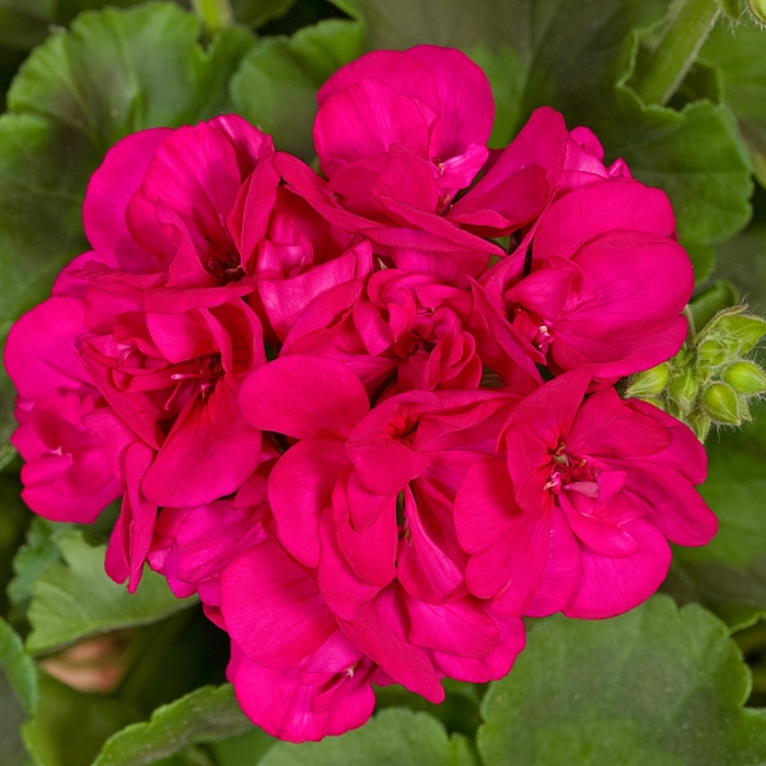 Geranium Zonal - Pelargonium x hortorum 'Americana Violet' from Kings Garden Center