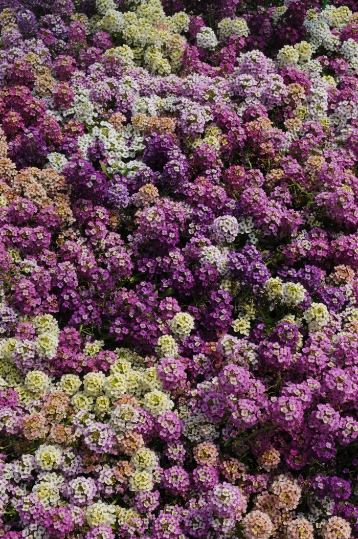 Sweet Alyssum - Lobularia maritima 'Easter Basket Mix' from Kings Garden Center