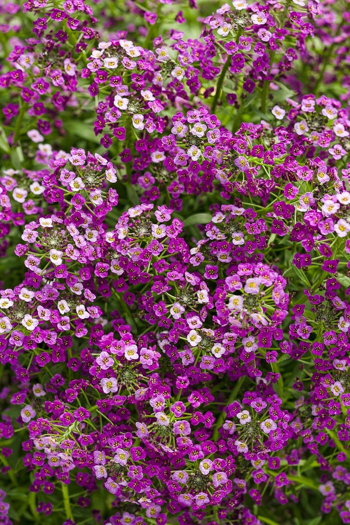 Sweet Alyssum - Lobularia 'Dark Knight' from Kings Garden Center