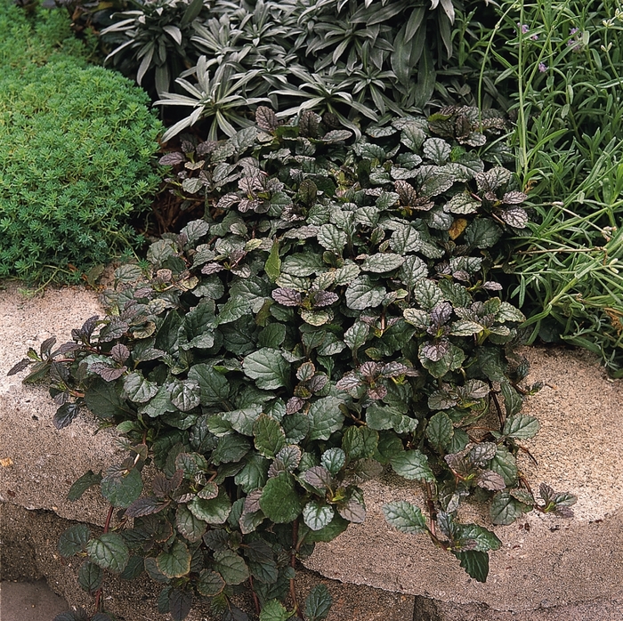 Bugleweed - Ajuga reptans 'Bronze Beauty' from Kings Garden Center