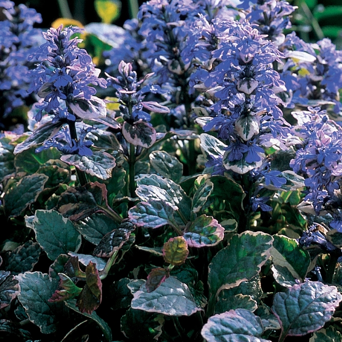 Common Bugle Weed - Ajuga reptans 'Burgundy Glow' from Kings Garden Center