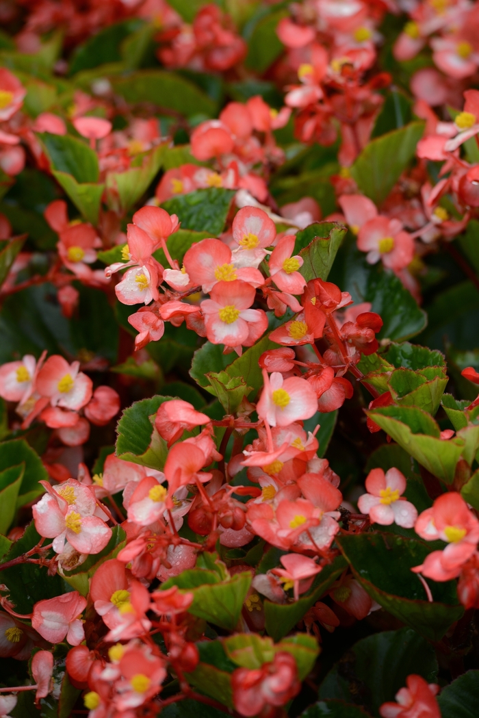 BabyWing® Bicolor Begonia - Begonia x hybrida from Kings Garden Center