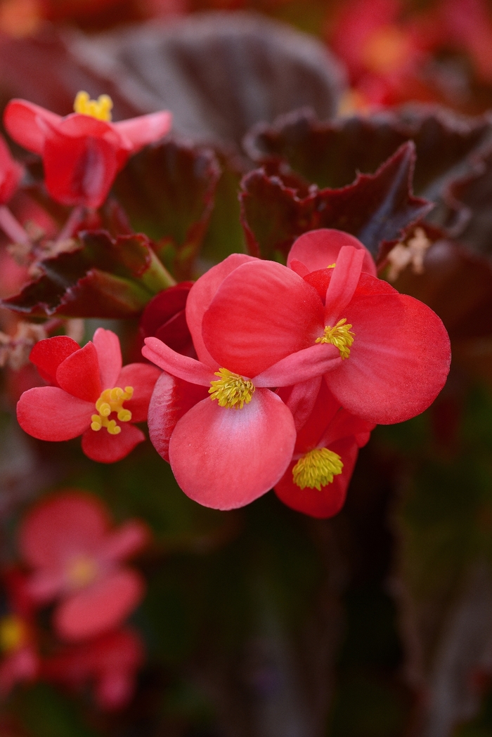 BabyWing® Red Begonia - Begonia x hybrida from Kings Garden Center