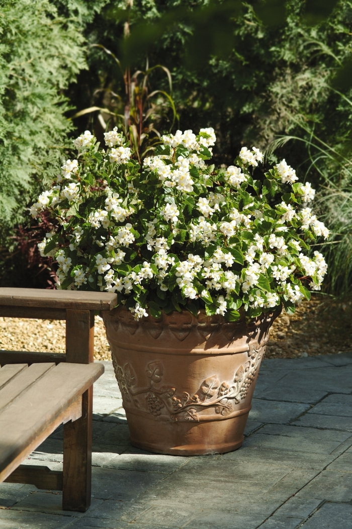 BabyWing® Begonia - Begonia x hybrida 'BabyWing White' from Kings Garden Center