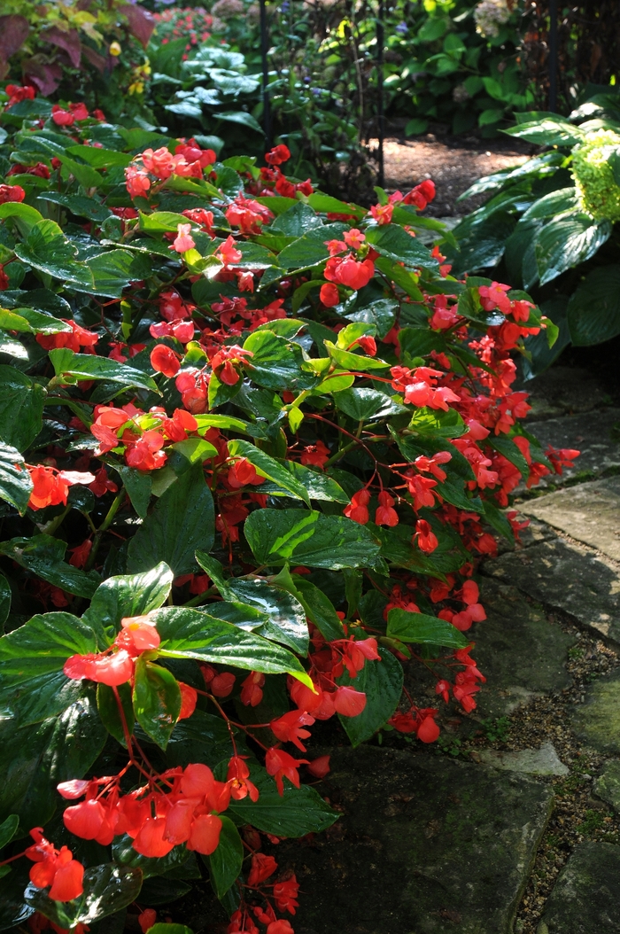 Dragon wing begonia - Begonia hybrid 'Dragon Wing Red' from Kings Garden Center