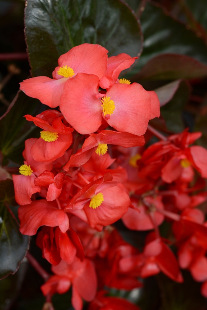 Megawatt Red Green Leaf Begonia - Begonia interspecific from Kings Garden Center