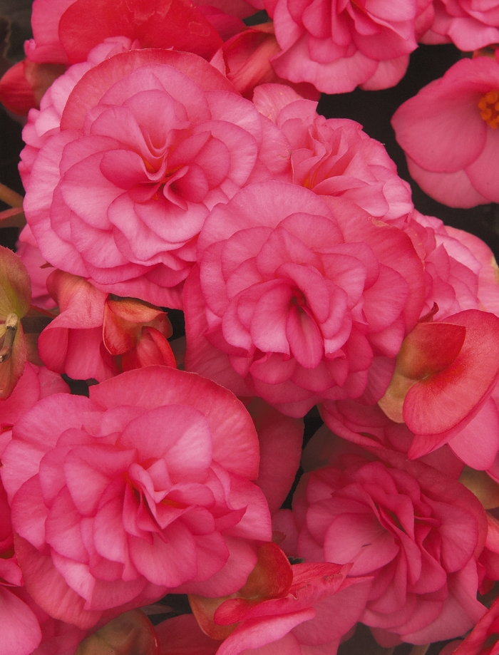 Solenia® Rieger Begonia - Begonia x hiemalis 'Solenia® Light Pink' from Kings Garden Center