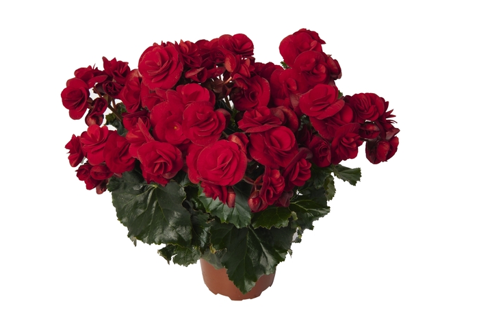 Solenia® Rieger Begonia - Begonia x hiemalis 'Solenia® Velvet Red' from Kings Garden Center