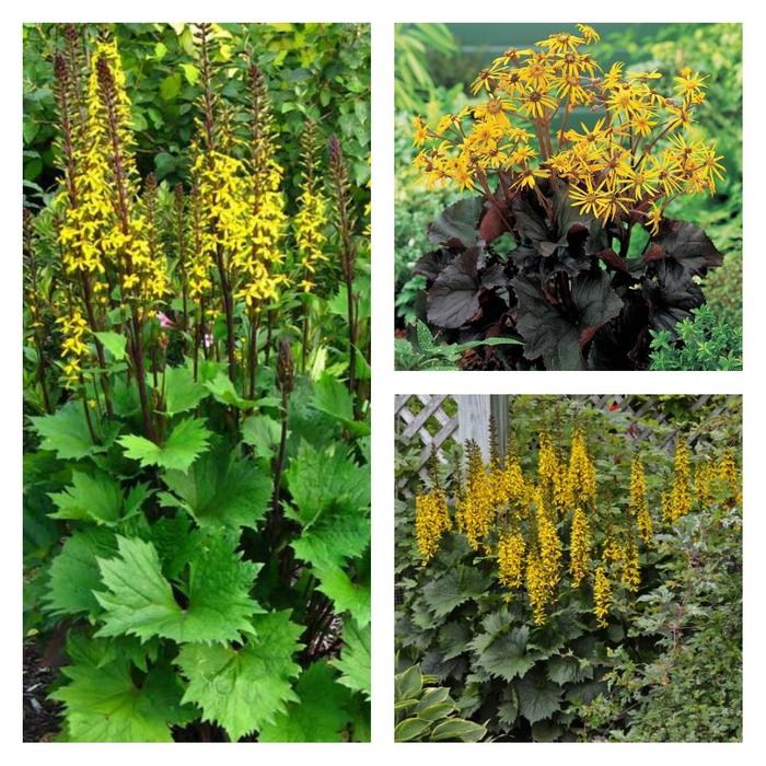 Ligularia - Ligularia Multiple Varieties from Kings Garden Center