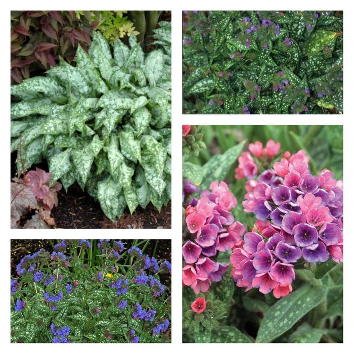 Lungwort - Pulmonaria Multiple Varieties from Kings Garden Center