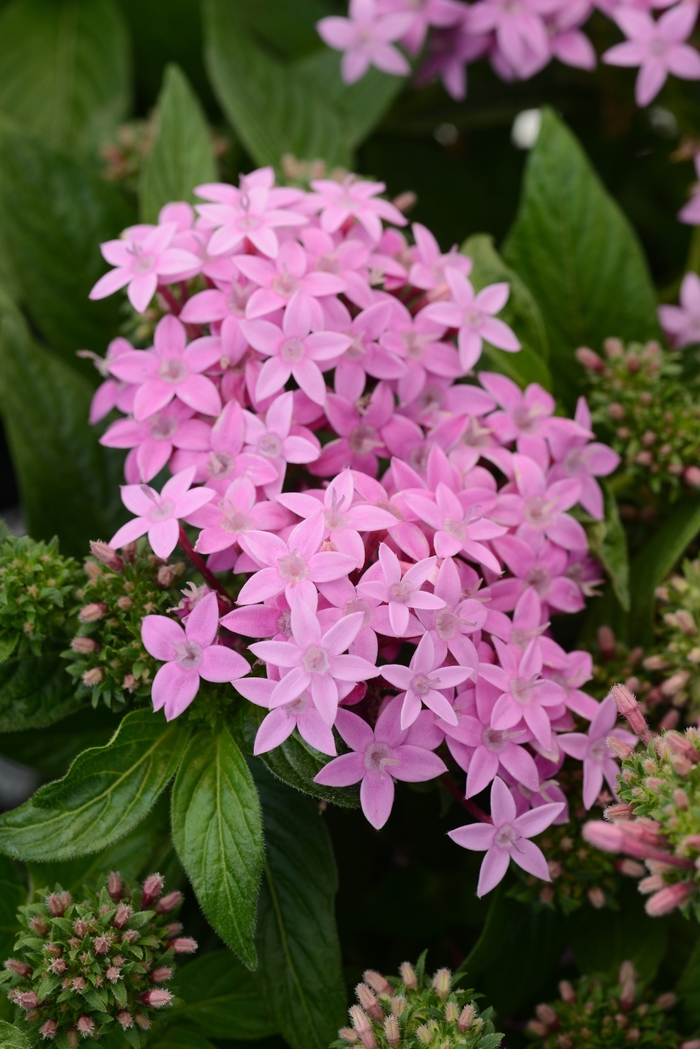 Lucky Star™ Lavender Egyptian Starcluster, Pentas, Starflower - Pentas lanceolata from Kings Garden Center