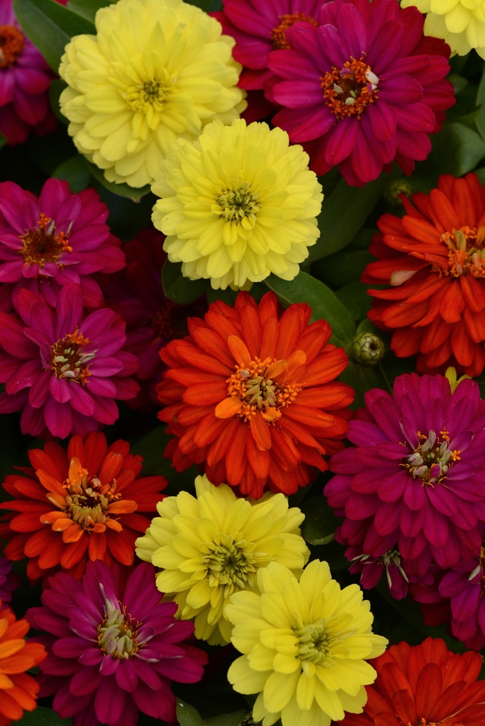 Double Zahara™ Brilliant Mixture Zinnia - Zinnia marylandica from Kings Garden Center