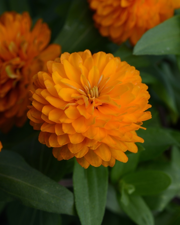 Zinnia Zahara™ Double - Zinnia 'Double Zahara™ Bright Orange' from Kings Garden Center