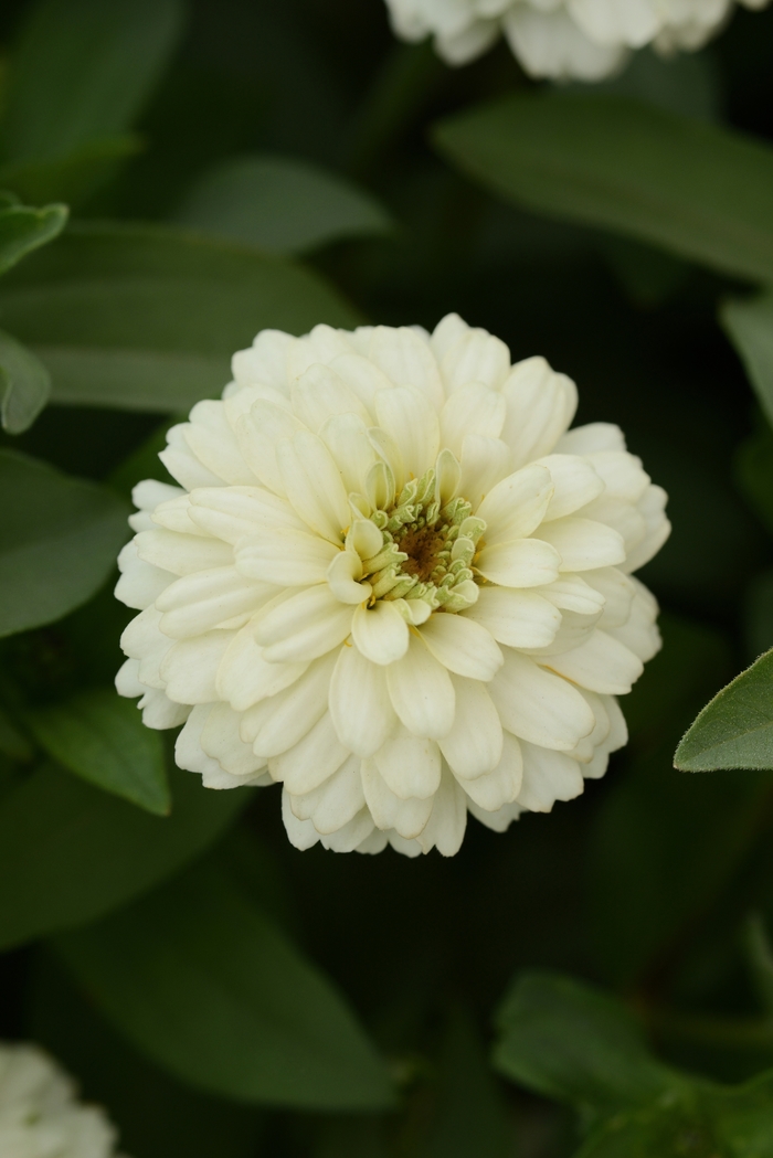 Double Zahara™ Zinnia - Zinnia marylandica 'Double Zahara White' from Kings Garden Center