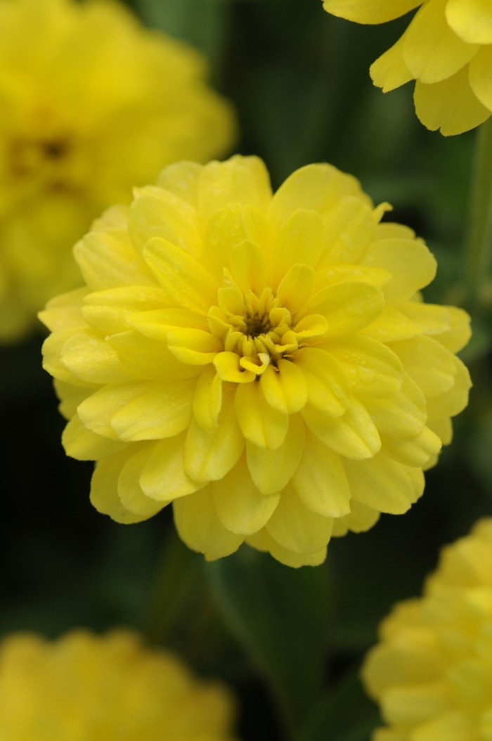 Double Zahara™ Yellow Zinnia - Zinnia marylandica from Kings Garden Center