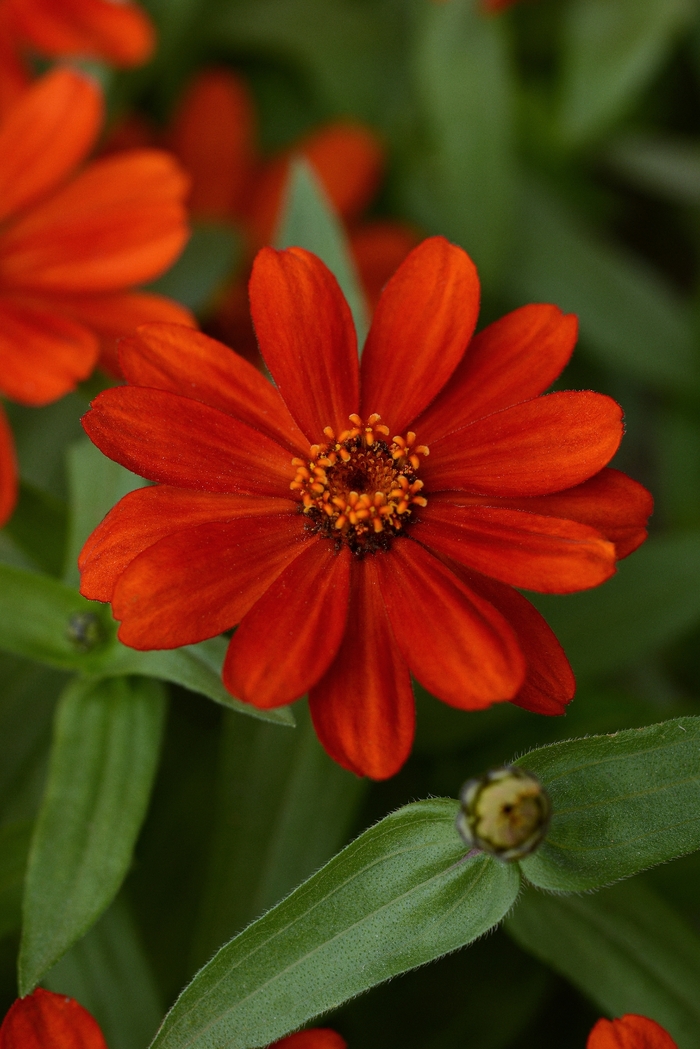 Zahara® Red Zinnia - Zinnia marylandica from Kings Garden Center