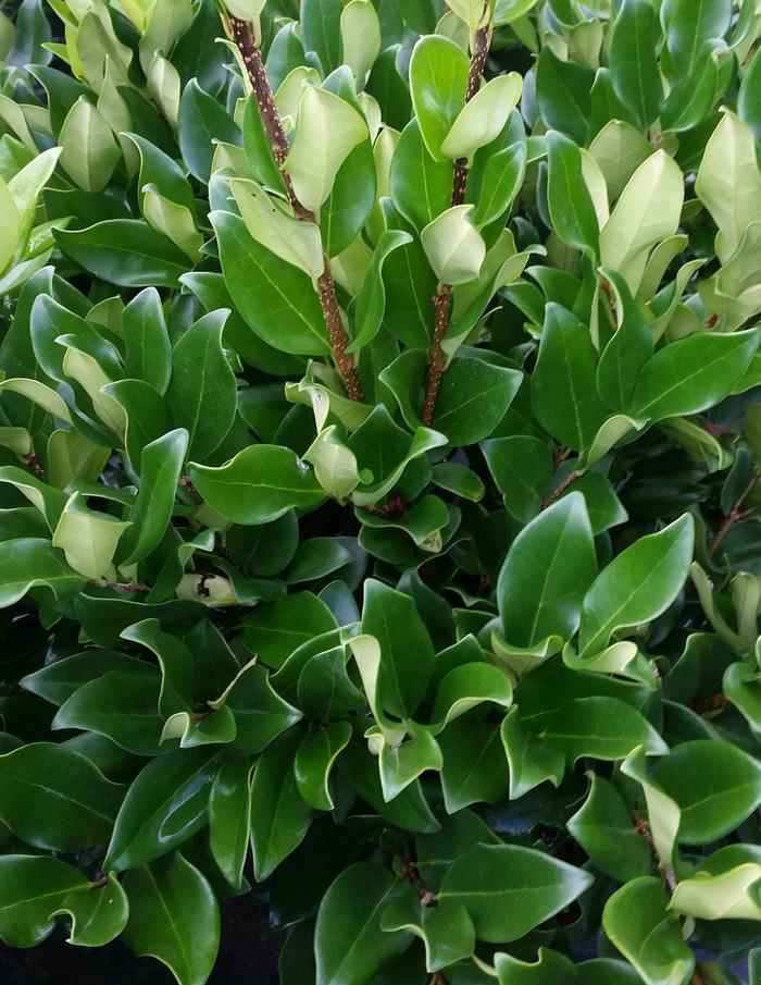 Recurve Ligustrum - Ligustrum japonicus 'Recurvifolium' from Kings Garden Center