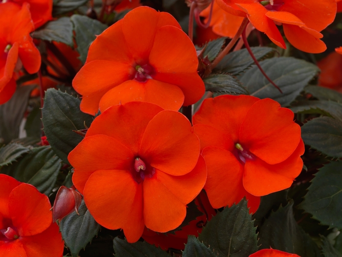 SunPatiens® Impatiens - Impatiens 'Compact Hot Coral' from Kings Garden Center